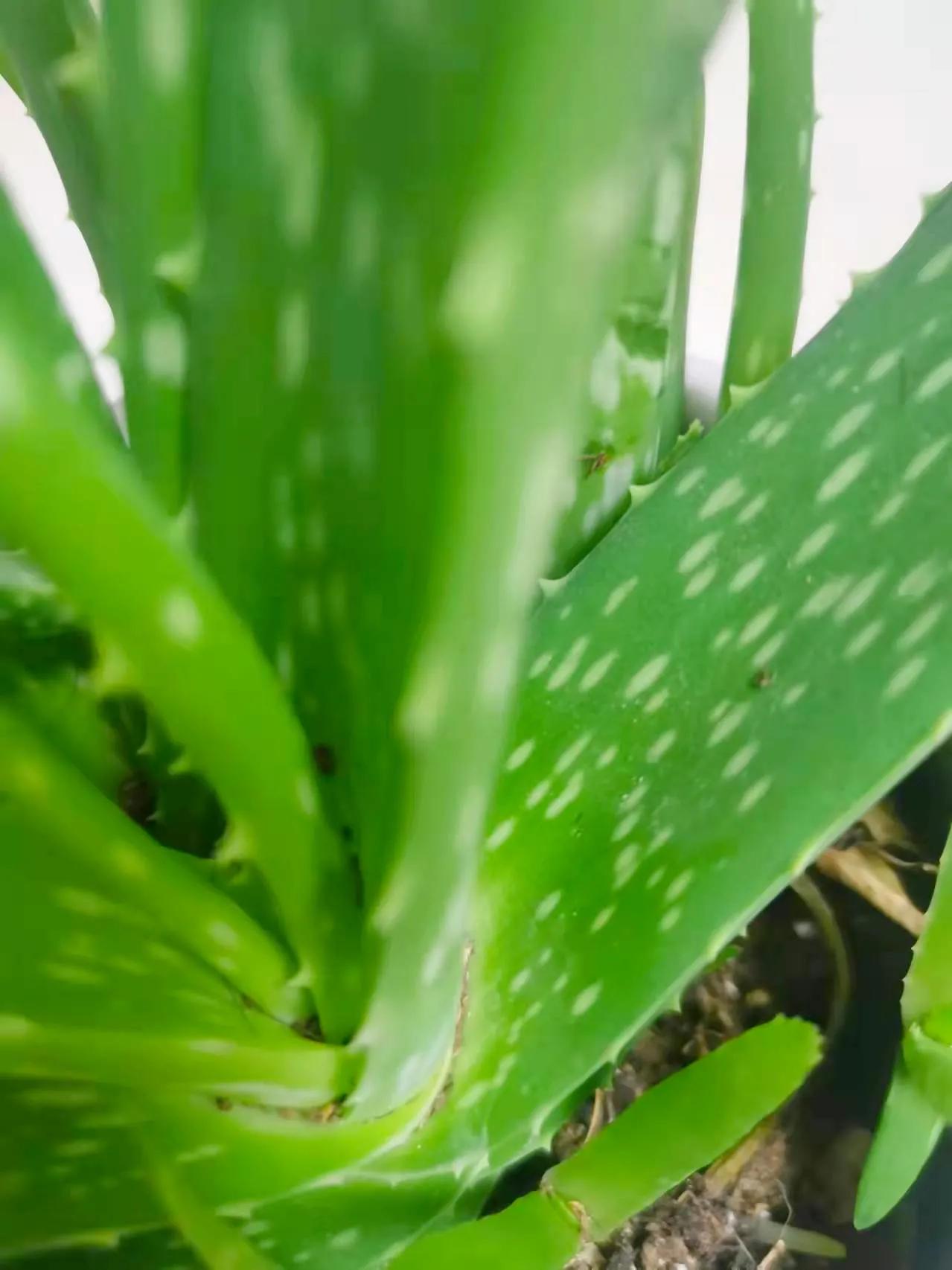 小学生原创作文《我家的芦荟》，写得很有意思