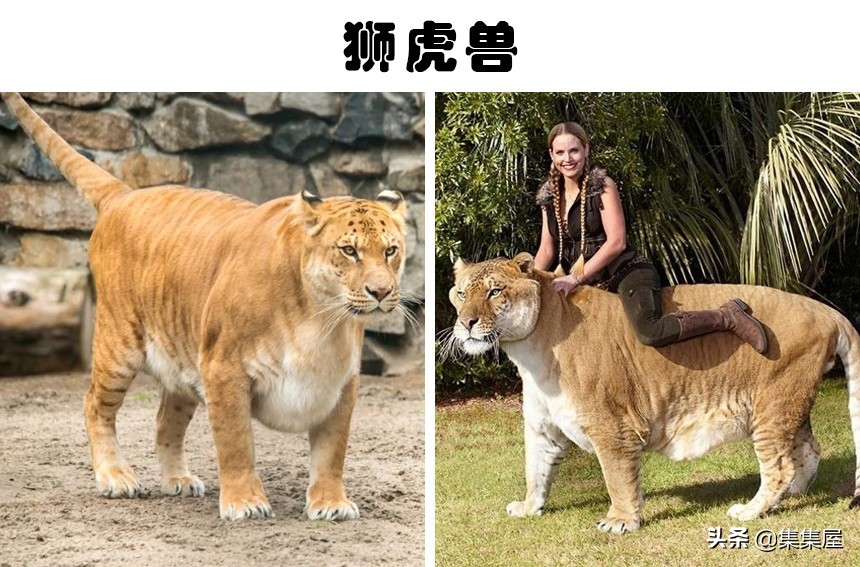 雜交動(dòng)物,雜交動(dòng)物有哪些