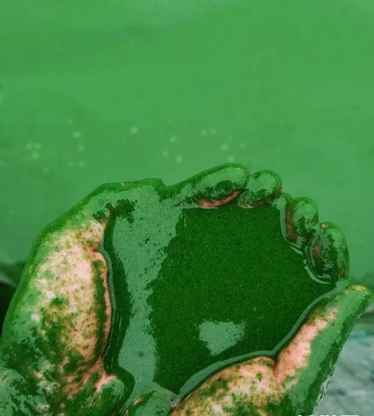 简析蓝藻暴发成因和处理方法：让人见之心烦又避之不了且挥之不去