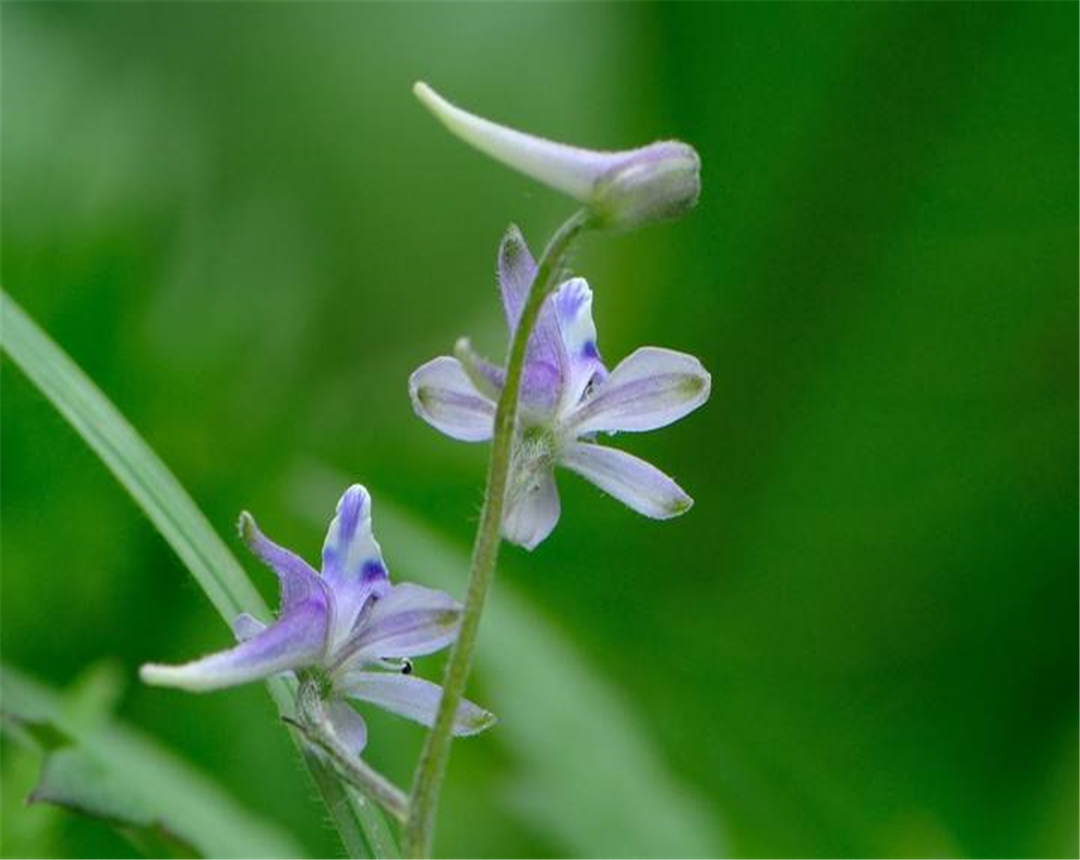 飞燕草有没有毒,又有什么作用呢?
