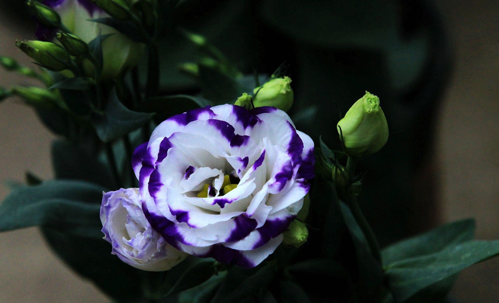 5,温度:洋桔梗生长适温15到28℃,越冬温度不宜低于5℃.