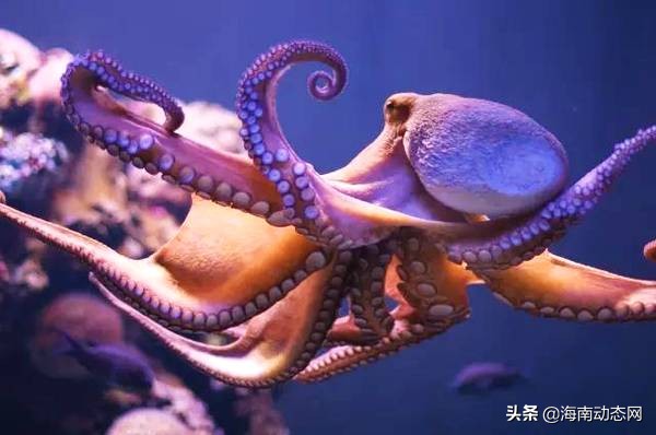 海魚圖片大全,海魚圖片大全及名稱