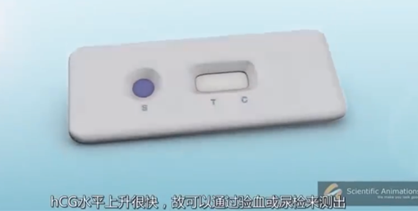 早孕试纸使用方法及检测原理详解