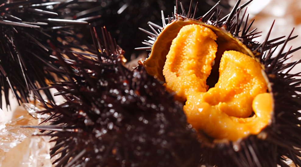 三亚海胆蒸蛋,壳还在,胆没了,这季节的海胆真的没胆?