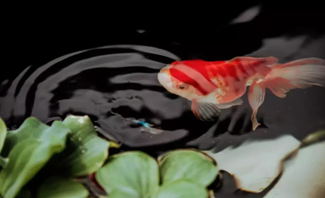 三伏天:在最热的日子里,寻一处凉,守一人心