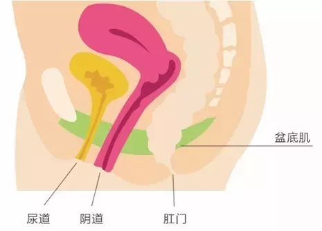 孕晚期漏尿,产后阴道松弛,试试这个小动作,管用