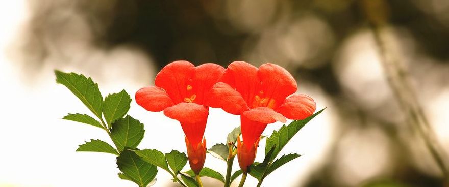 「诗词鉴赏」凌霄花 | 人生何曾都如意 弱质未必不凌天