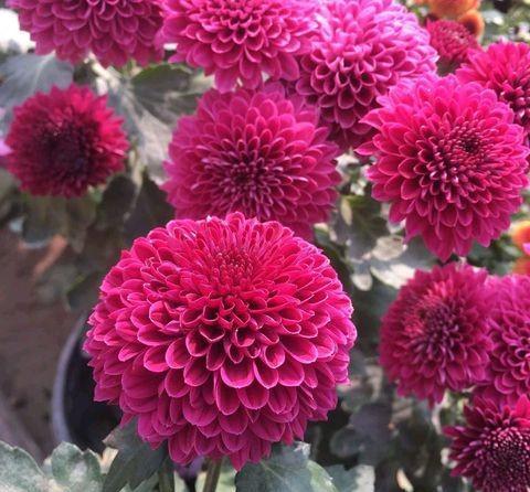 菊花的养殖方法和注意事项（牢记3点植株丰满侧芽多）