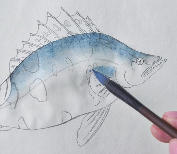 分步骤讲解工笔鳜鱼的基本画法及染色