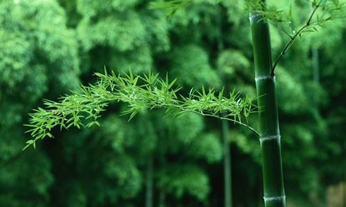 富贵竹：翠色凝韵，寓意吉祥，竹文化中的高雅之选
