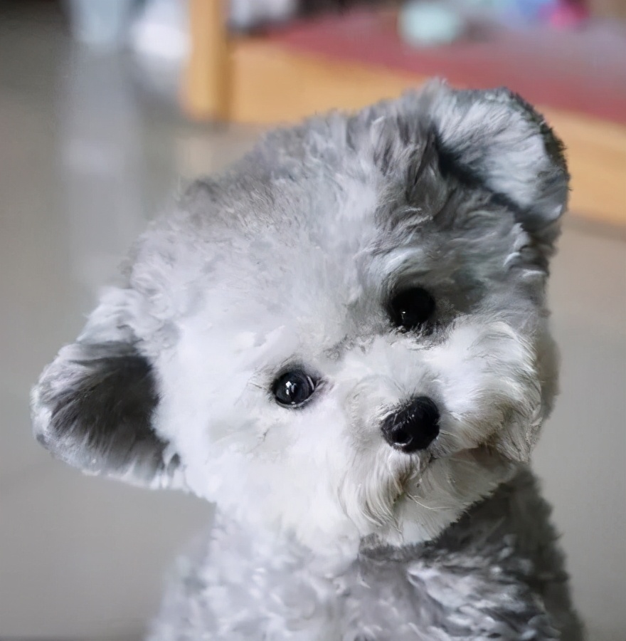 中国最受欢迎的十大名犬排行榜：国人最爱养的狗狗Top10