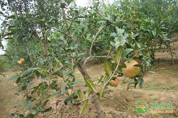 石榴树几月份发芽（6个石榴树种植技术要点）