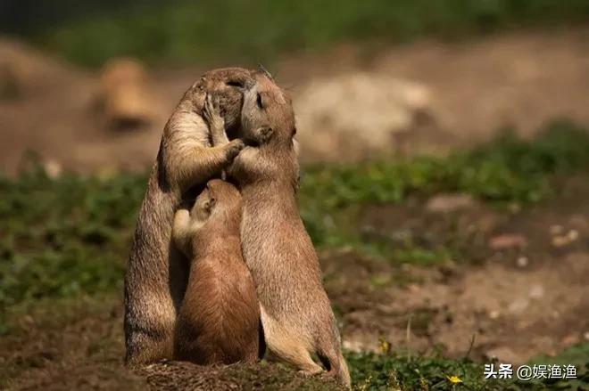 32张照片尽显动物父母们的温馨爱意