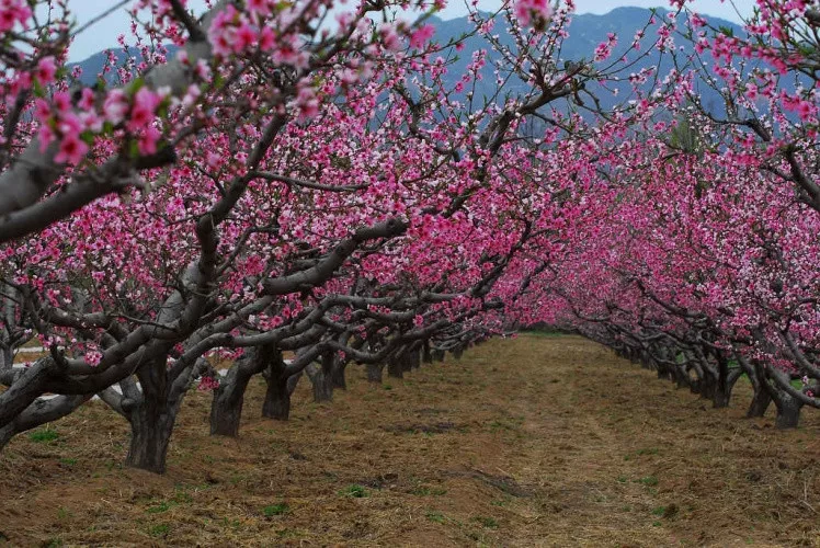 盘点三门峡10个最美的地方，你去过几个？