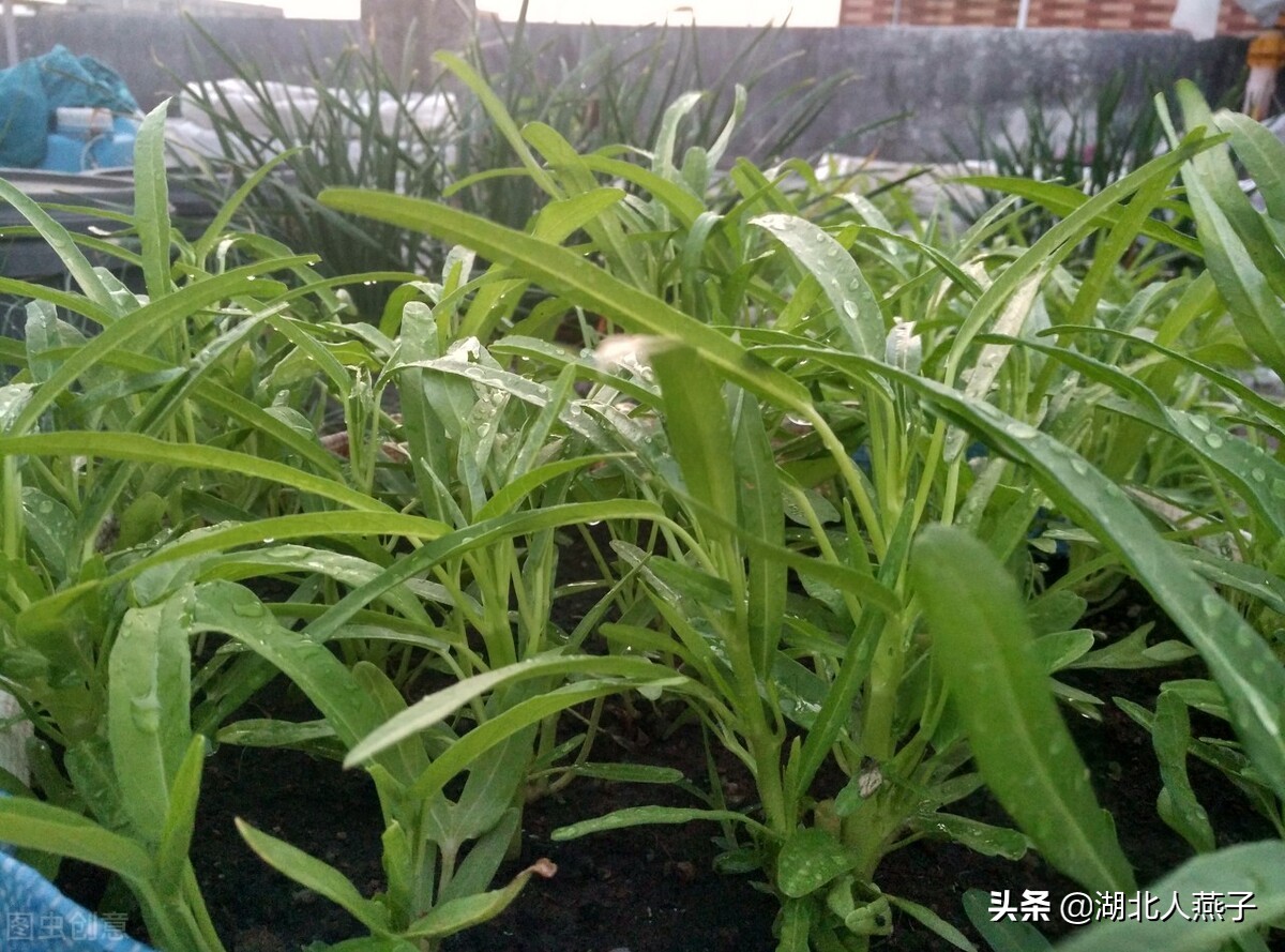夏天容易出汗多犯困？多吃这8种蔬菜和6种水果，含钾高，精神好
