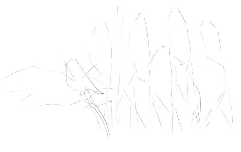 听说你不会画芦苇钢笔画，视界教你画芦苇，简单易学，快来临摹