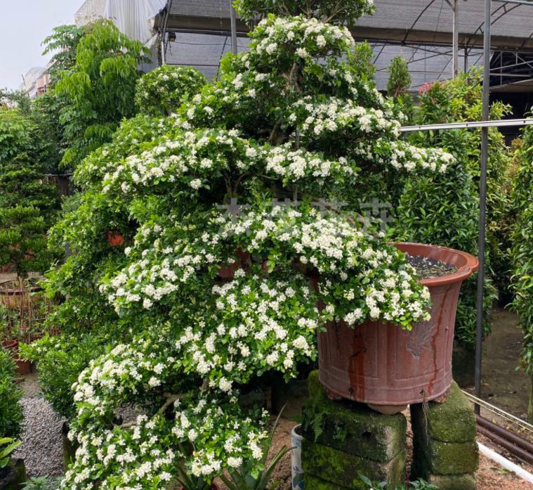 小盆栽植物图片（适合养在家里的小型盆栽推荐）