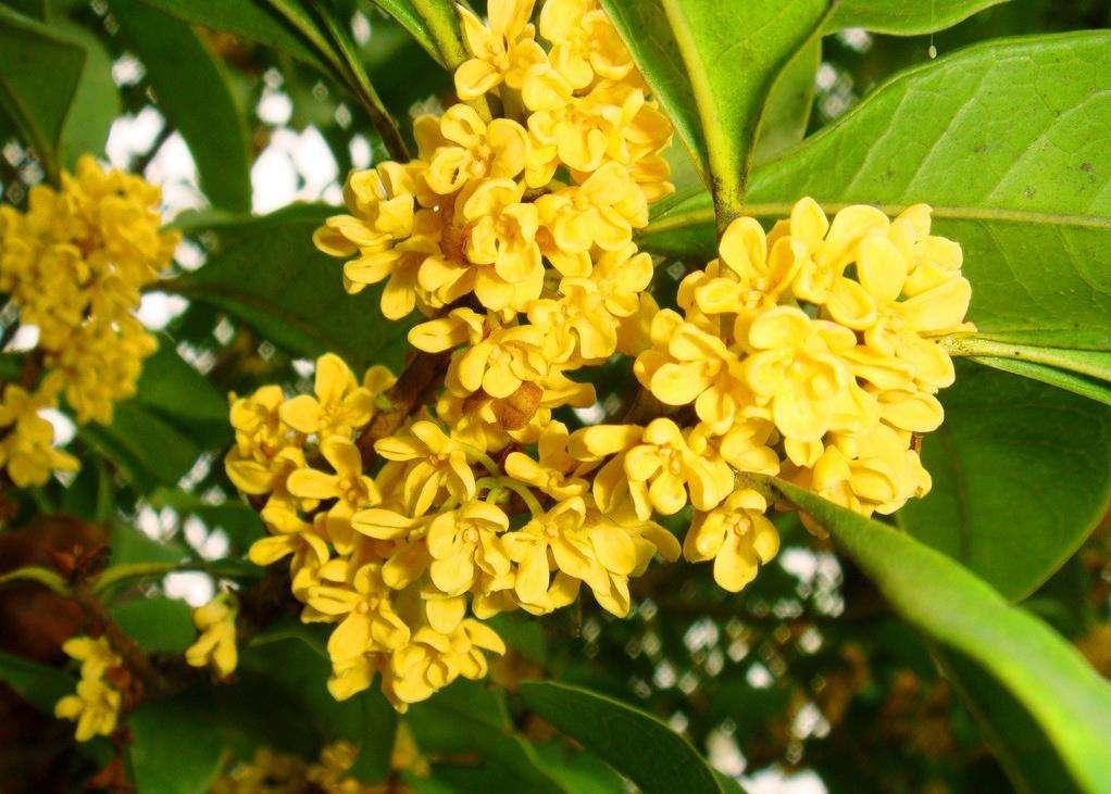 桂花的简介和产地（桂花的形貌与其花的香味）