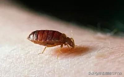 被臭虫咬过后浑身奇痒起血包的亲身感受，你见过咬人的臭虫吗？