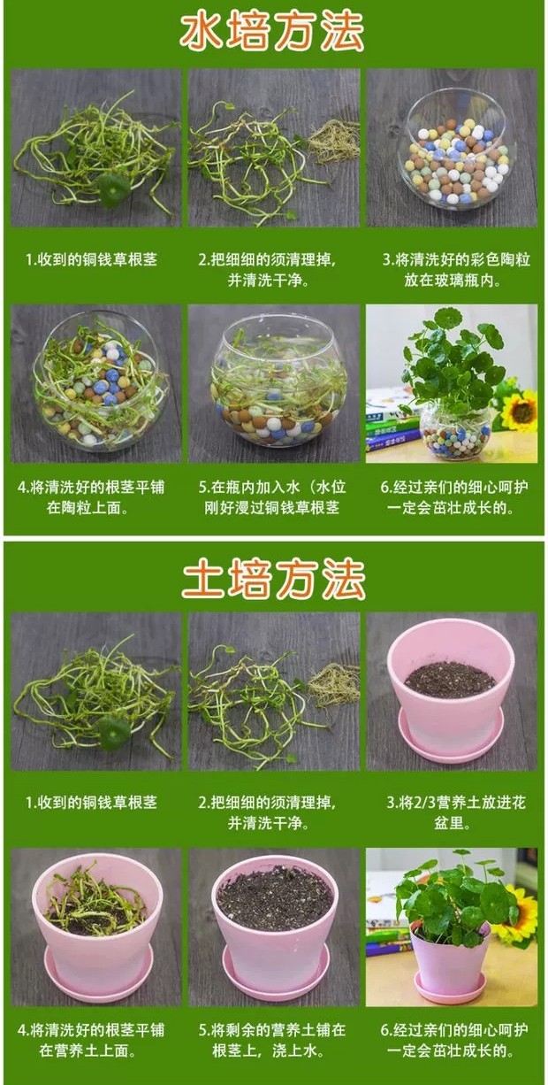 新家入住就选这18种盆栽，不仅净化空气，还能养人旺宅带来好运气