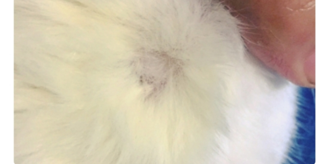 猫为什么会得猫癣（3个有效预防猫癣的方法）