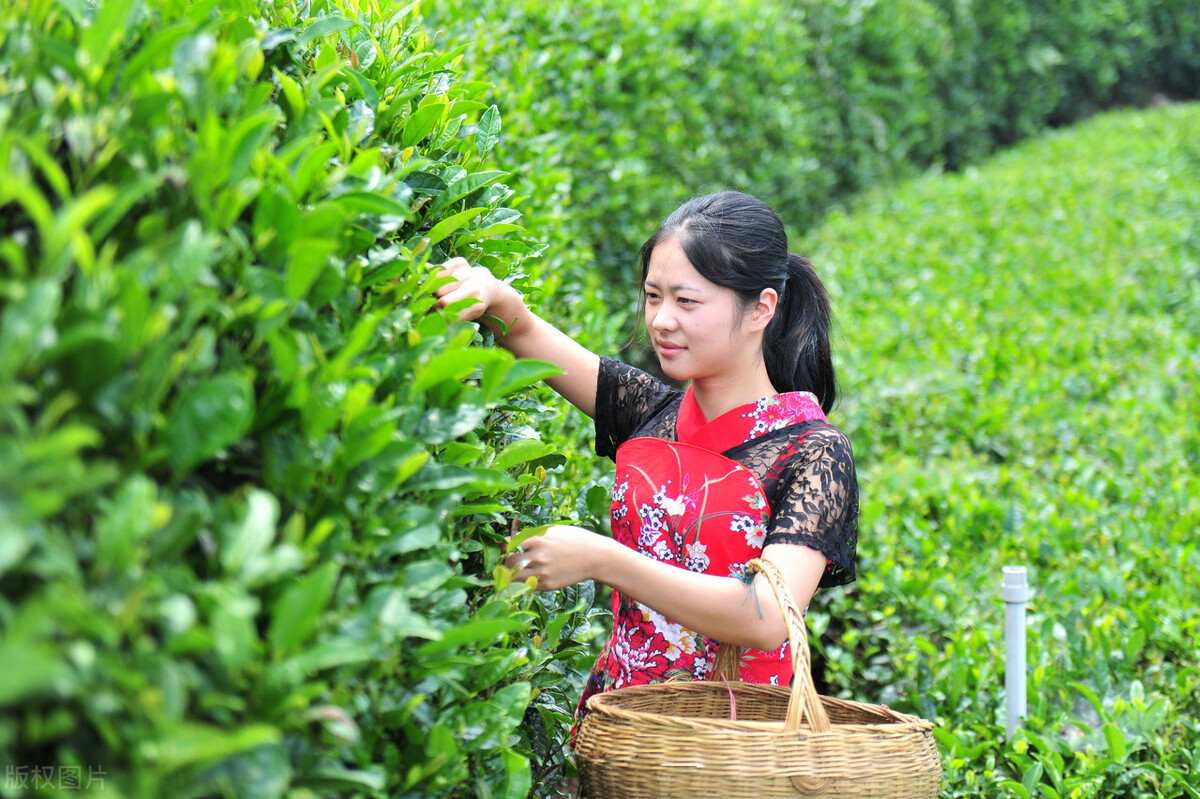 春来才露尖尖叶，早有巧手制茶香！舌尖上的故乡-手工茶叶