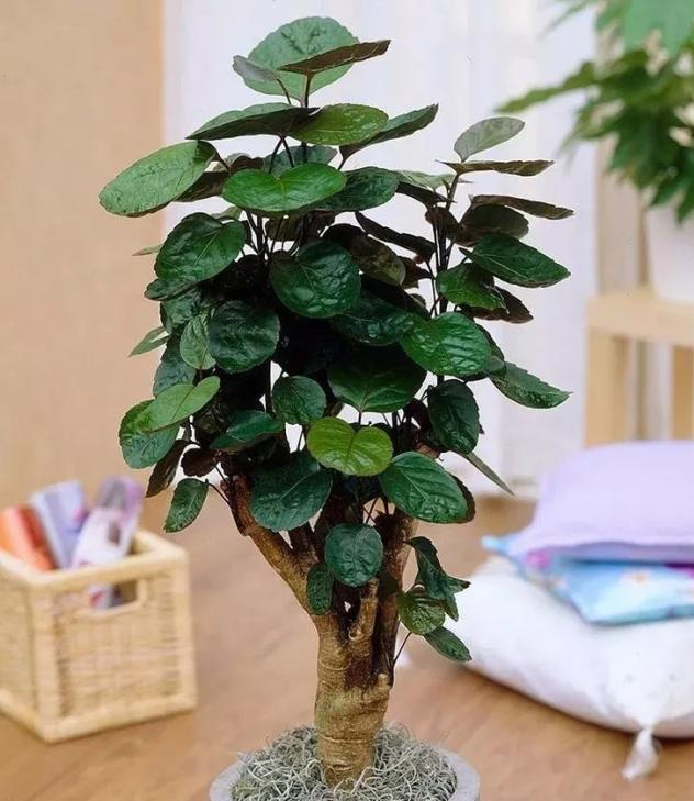 钱串子花图片大全(七种带) - 赤虎壹号