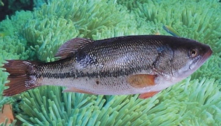 建议:肝肾同治,1种食物可多吃,了解一下