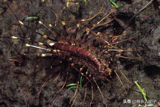 家里有蜈蚣怎么辦,家里有蜈蚣怎么辦?蜈蚣怕什么?