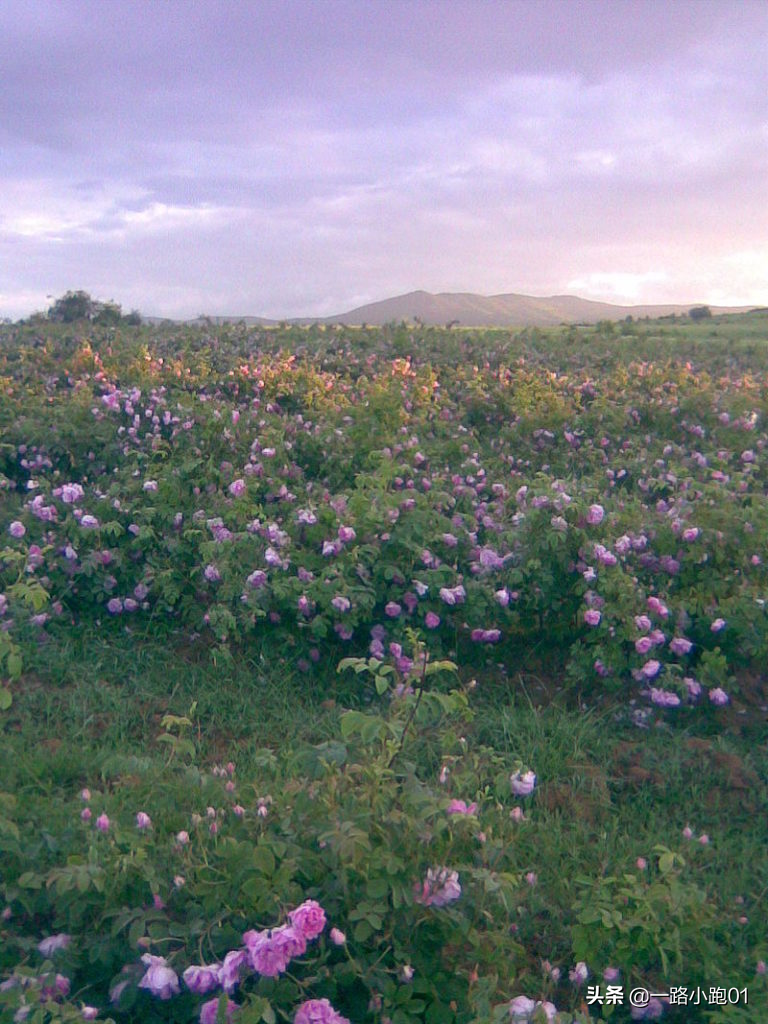 玫瑰谷——保加利亚圣地