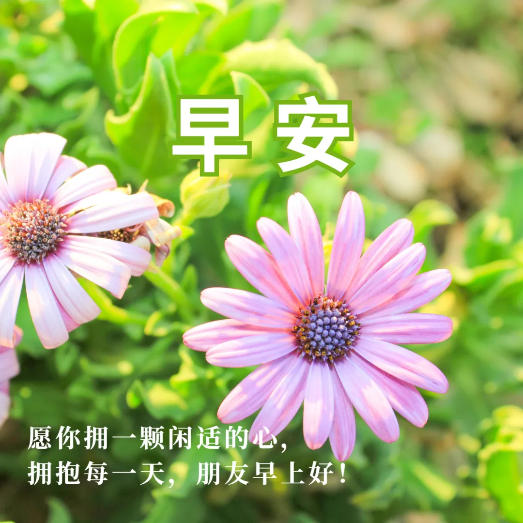 适合发朋友圈的最新早安语录图片