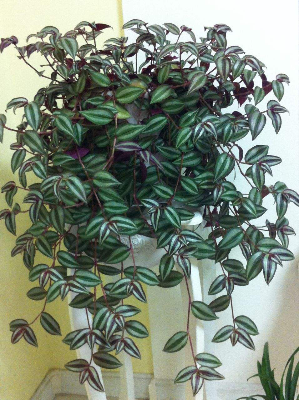 家里养上一盆吊竹梅(家里养上一盆吊竹梅好吗) - 趣味头条