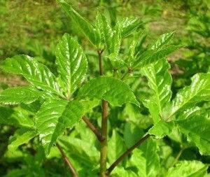 刺五加叶(刺五加,别名刺拐棒,果实球形或卵球形,有5棱,黑色)