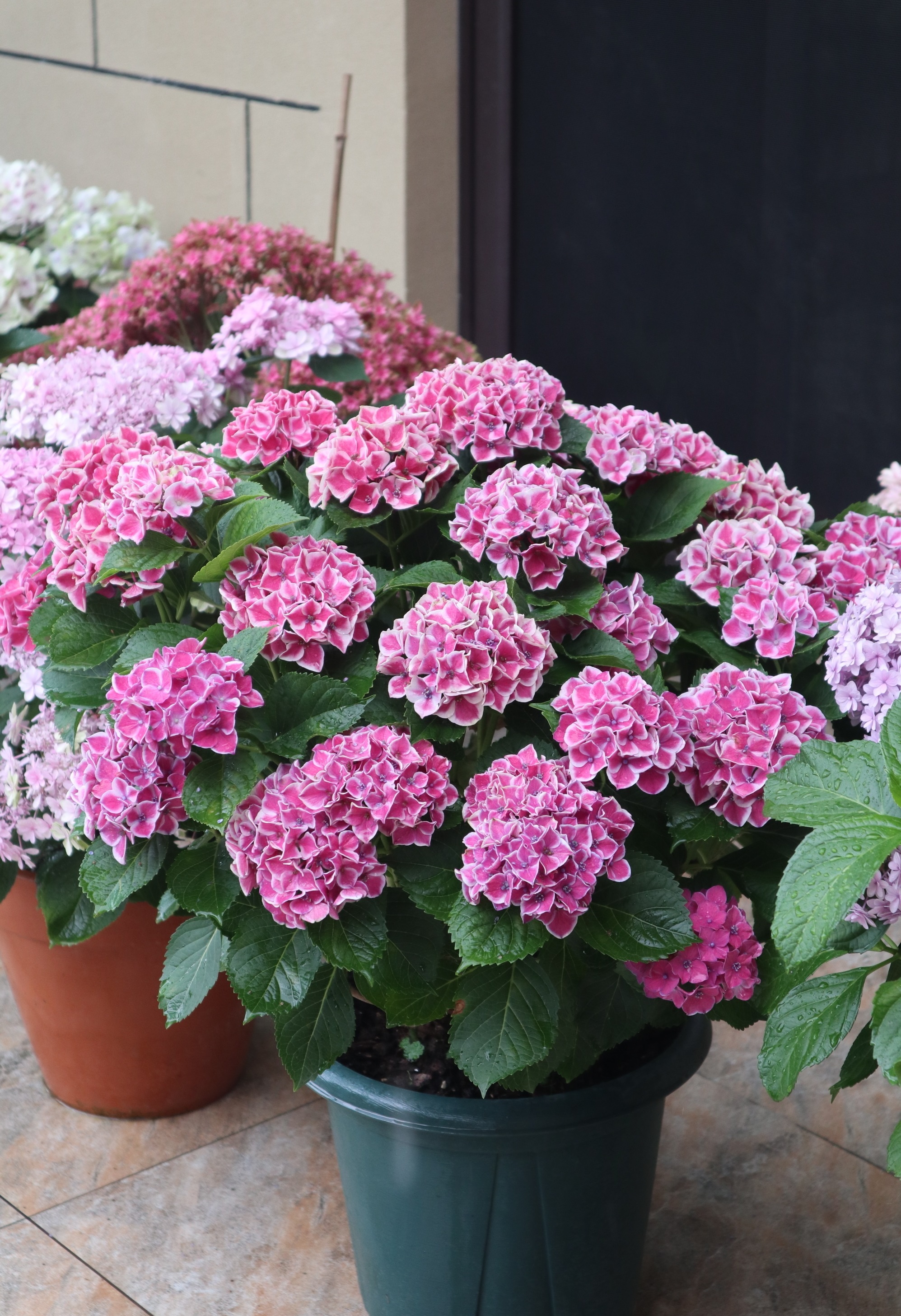 绣球花"精灵"—阳台盆栽新宠,打理简单,绚丽多彩,花期超三季