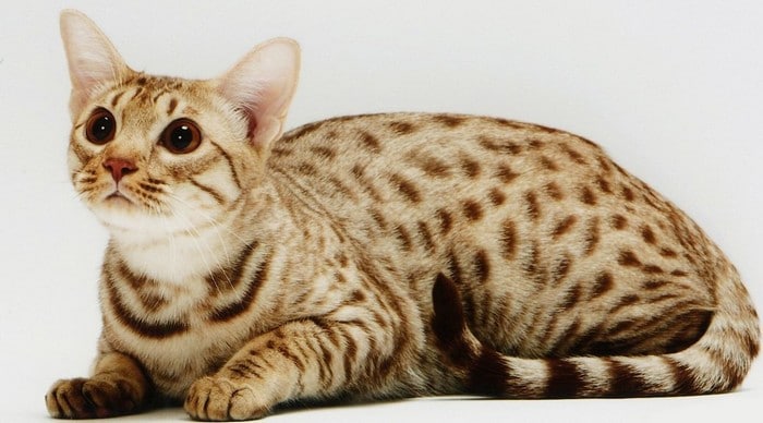 世界十大名贵猫咪品种鉴赏