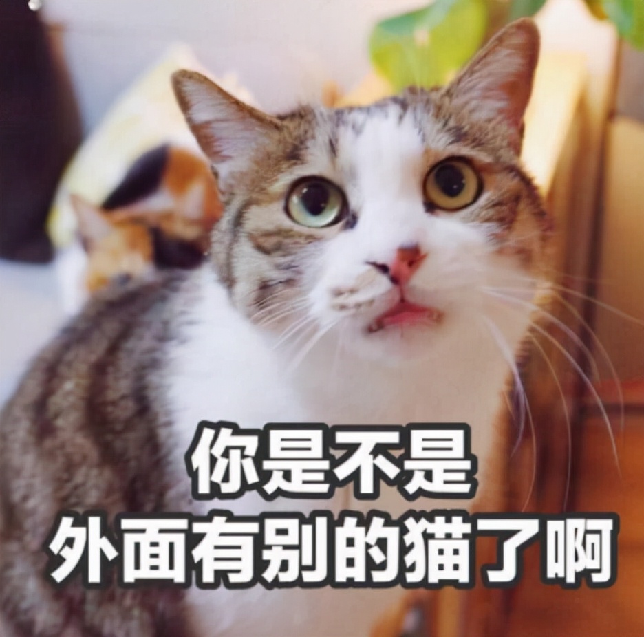 猫咪为什么不能随便送人 把小猫咪送人是不是很残忍