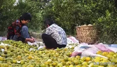 全国最贵的陈皮有多贵?50克一万元