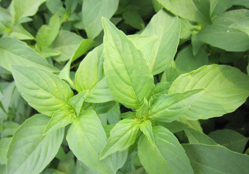 荆芥,罗勒,薄荷,很多人傻傻分不清楚,教你你如何区分