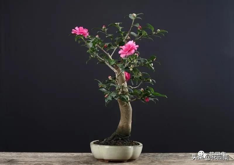 日式庭院该配什么植物?怎么配?看这里