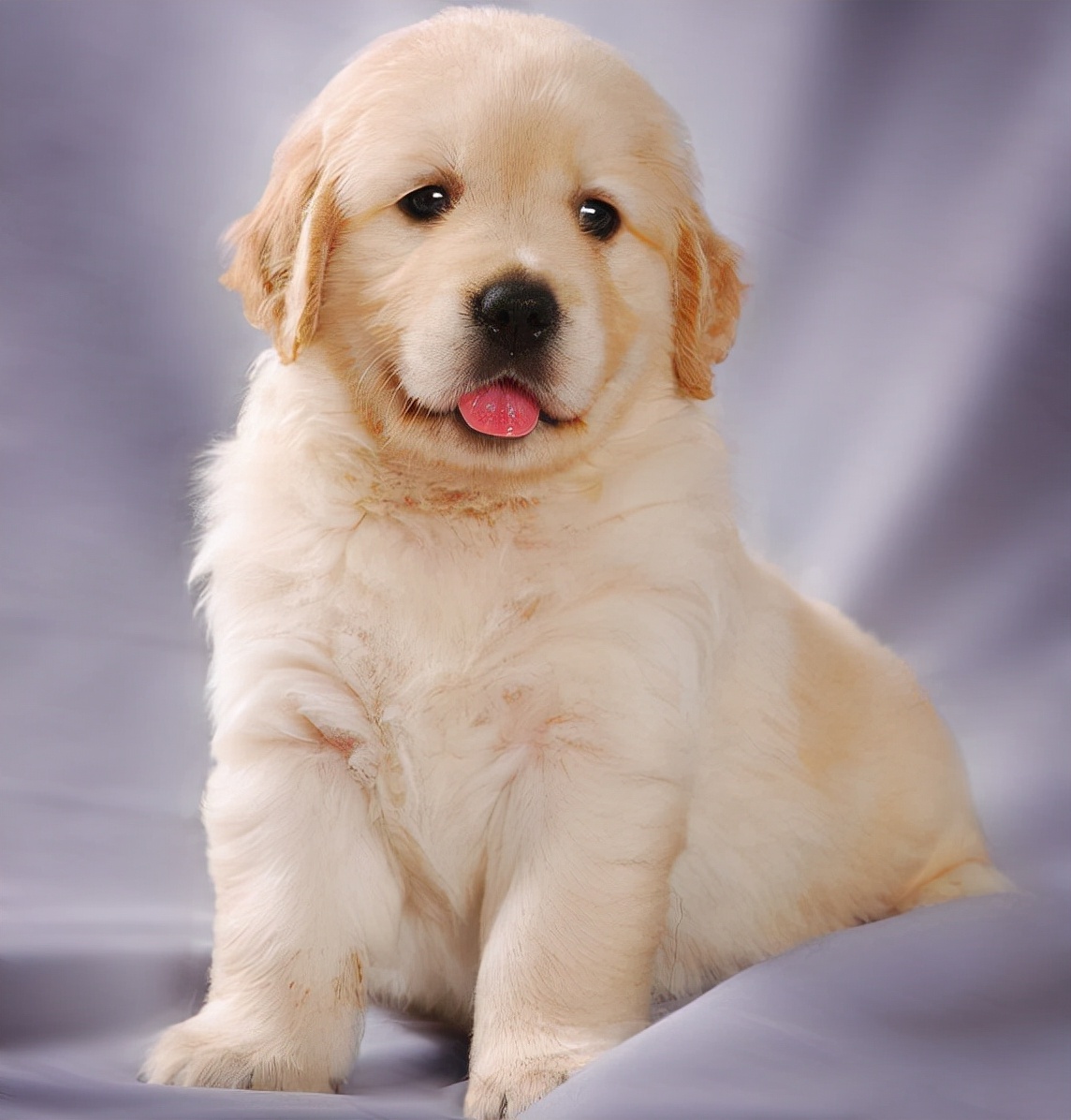 刚刚出生的金毛该怎么养最佳干货