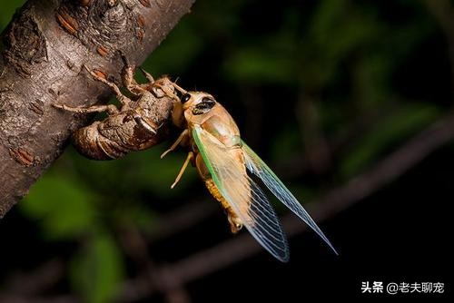 “蝉”生华丽的蜕变，“四年黑暗的苦工，一个月日光中的享乐”