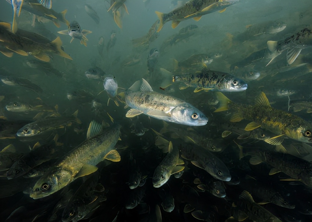 西藏的鱼产量极大，种类繁多，为什么几乎没有人吃鱼？