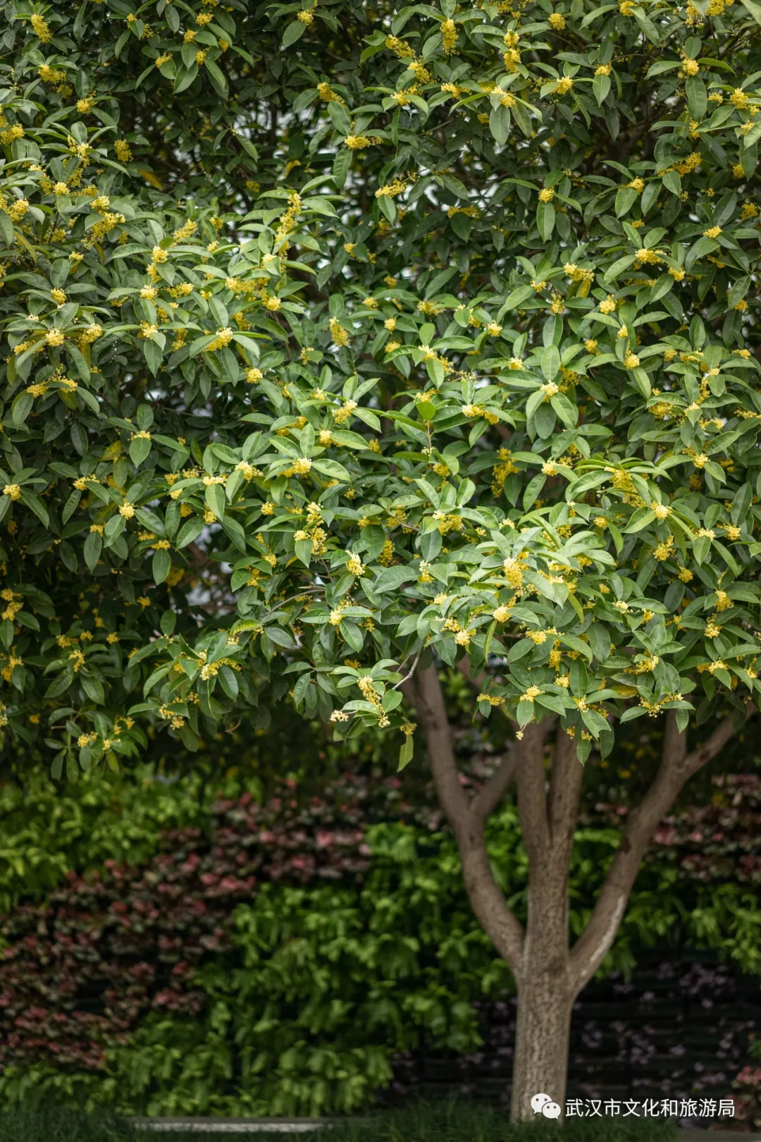 武漢的桂花,香了「美文 | 科普 | 導遊」