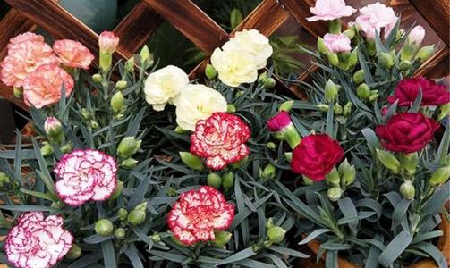 5种“漂亮花”,沾土就成活,花开200天,养一次就上瘾