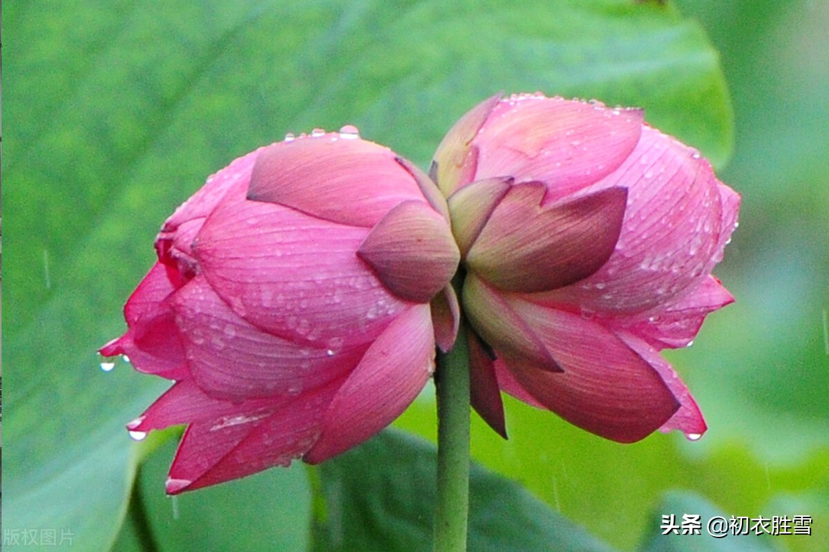 并蒂莲花诗词七首赏读：露湿红芳双朵重，并蒂芙蓉本自双