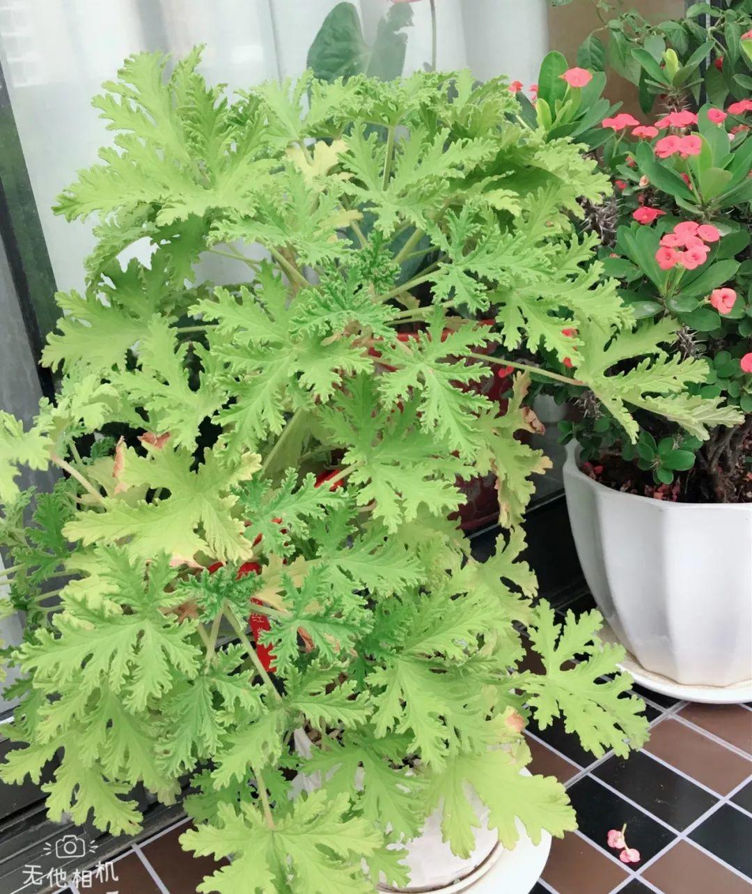 2,驱蚊草含有淡淡的柠檬香味,可以驱赶蚊子,苍蝇等,而且温度越高,香味