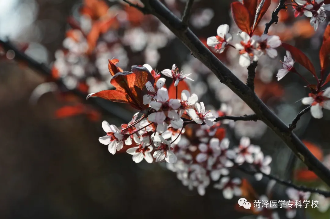 菏泽医学专科学校牡丹，又是姹紫嫣红开遍
