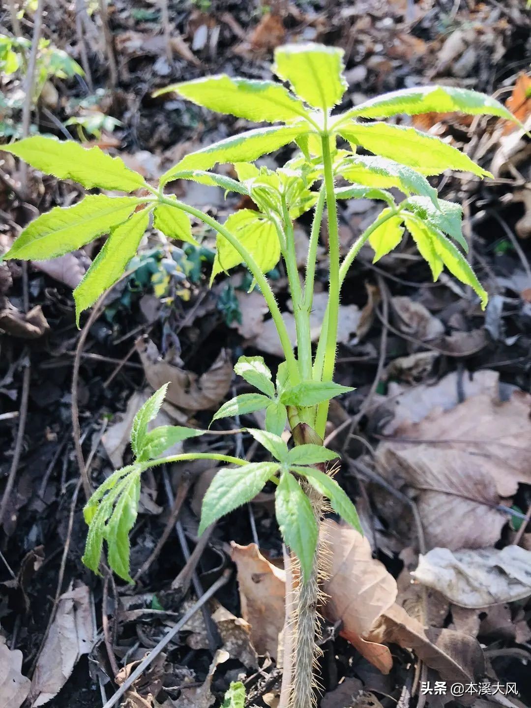 本溪山菜，本溪人的最爱，这个时节你最喜欢吃哪个山菜？