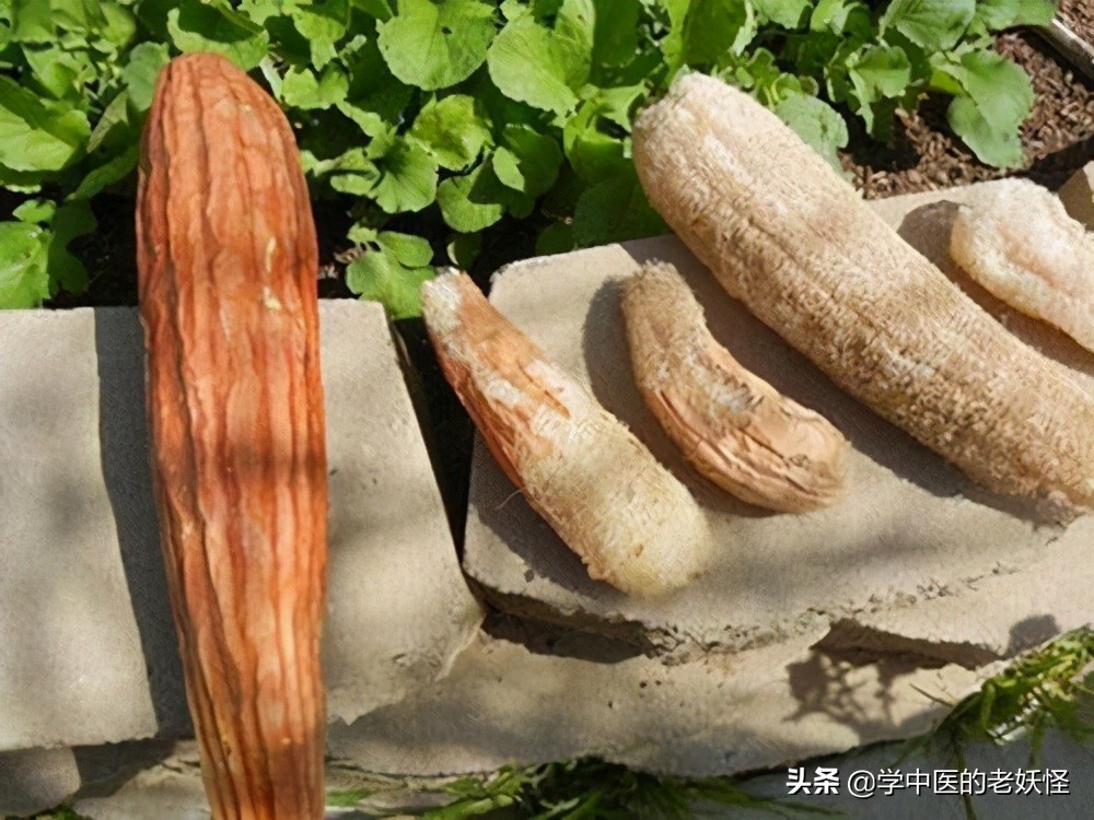 絲瓜絡是什么,絲瓜絡是什么東西