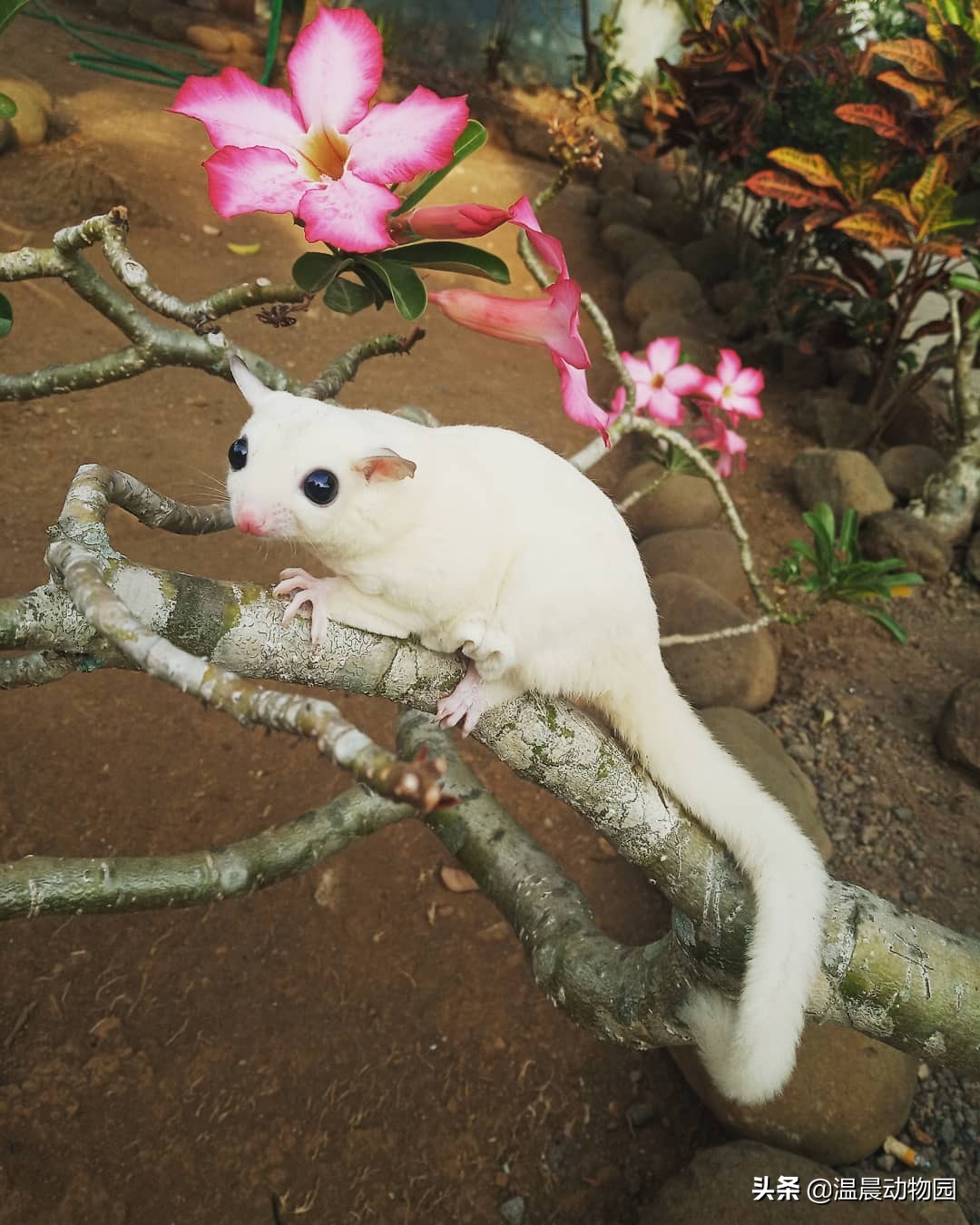 澳洲蜜袋鼯多少钱一只蜜袋鼯并不是那么好饲养的